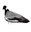 Sillosocks pigeon sentry, houtduif