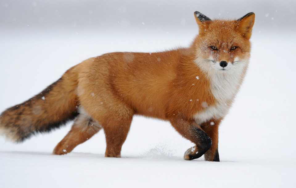 fox-in-snow